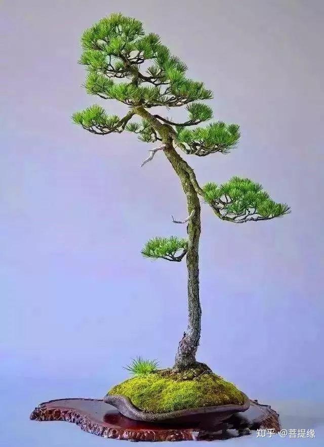 最美的文人盆景,妙不可言(附上制作方法)