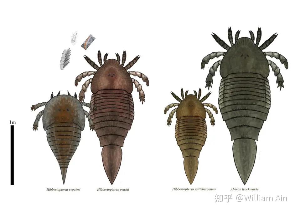 对于刺尾鲎类的生态与其进食结构的分析其一