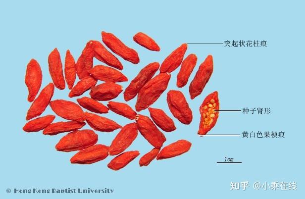 枸杞子(中药材资料、植物图像、含枸杞子的中成药) - 知乎