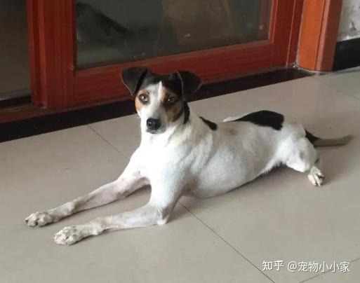 为什么喜欢“太仓猎犬”的人越来越多?网友:养了就不想换狗 - 知乎