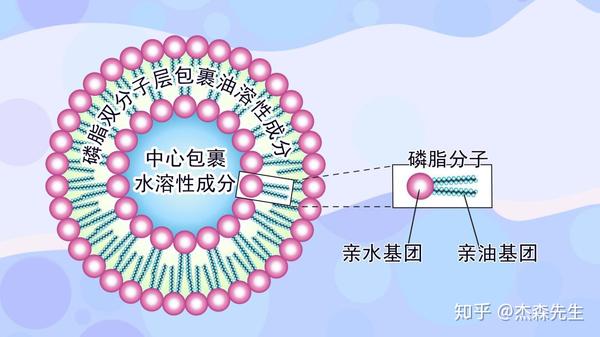 感觉吸收好你的护肤品就有效–脂质体技术介绍