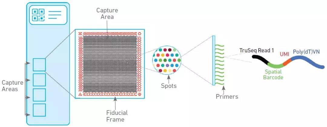 探索基因表达的空间信息 —— 空间转录组学（Spatial Transcriptomics） - 知乎