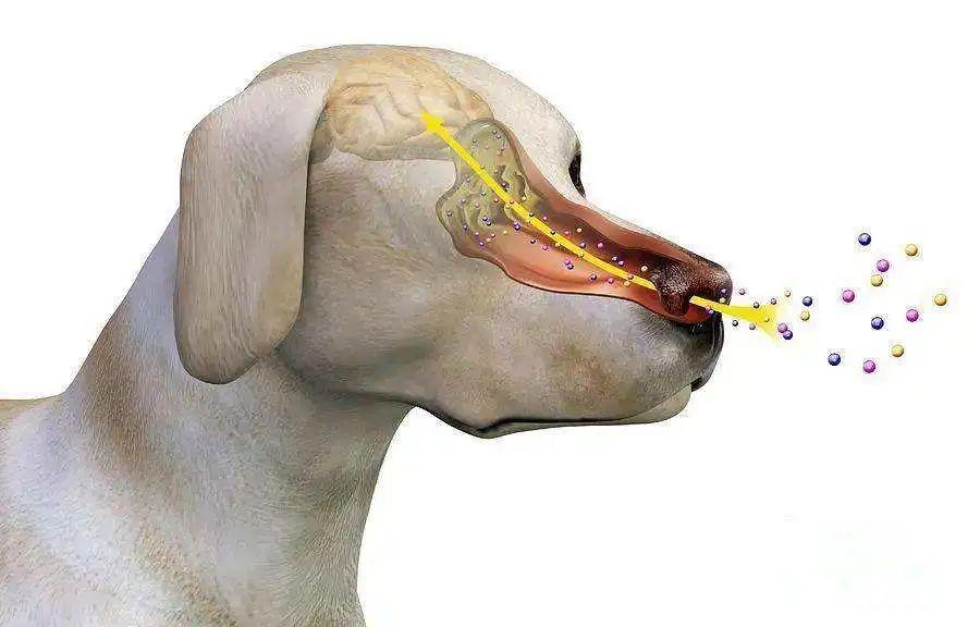 狗鼻子内部结构图图片