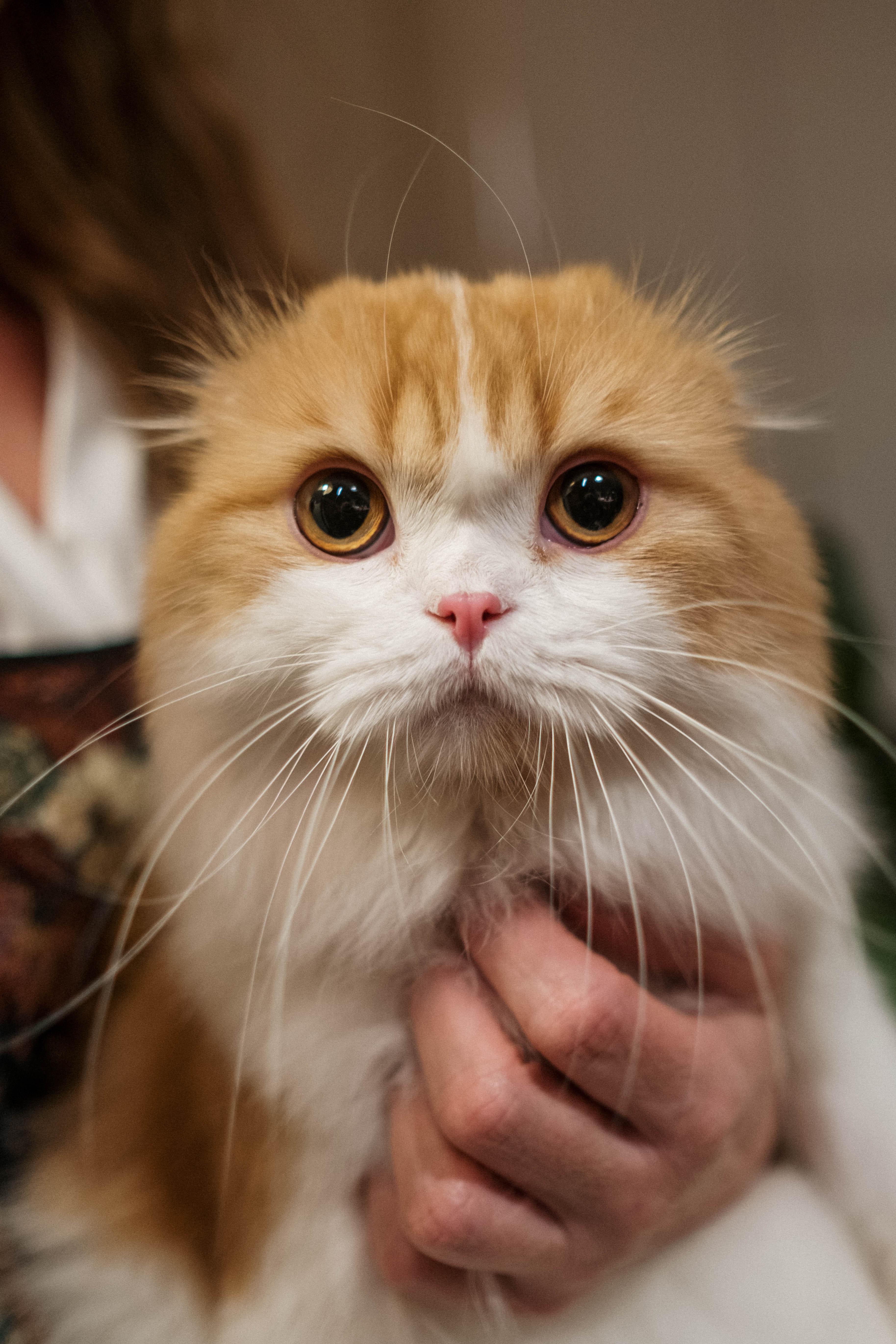 解锁撸猫正确手法，让猫咪更爱你 - 知乎