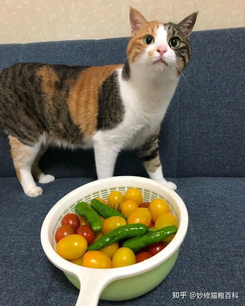 三花猫的7个“优缺点”，看完你还想养吗？ - 知乎