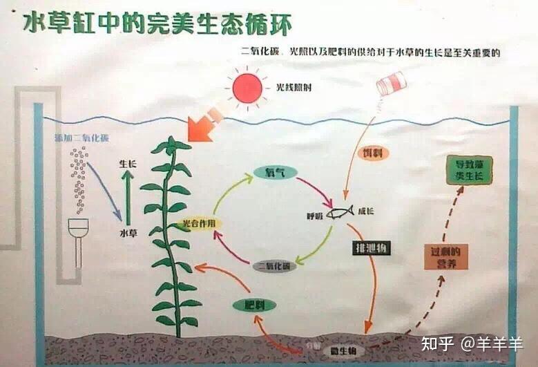 新手养水草缸入门攻略大全