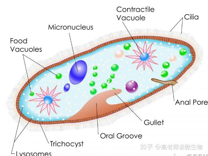contractile vacuole图片