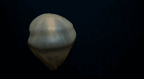 深海最吓人的一张照片（世界上最恐怖的水母图片）