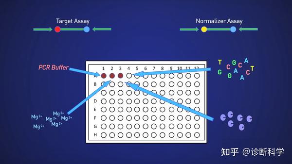 分子 聊一聊单孔单重pcr和单孔多重pcr 知乎 0647