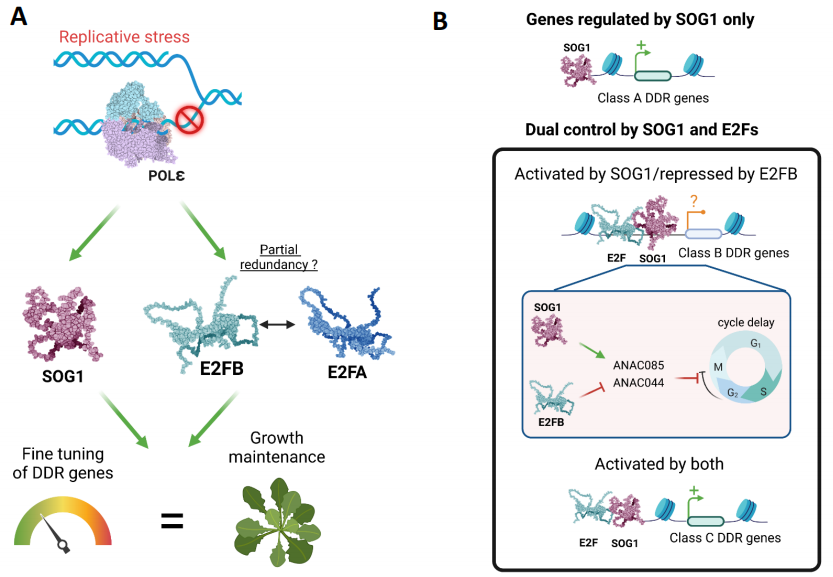 molecular plant | chip-seq rna-seq解析e2f转录因子在植物复制胁迫
