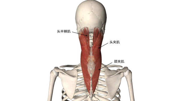 颈夹肌的位置图片