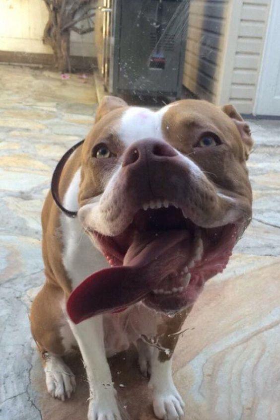 有哪些动物微笑或大笑的图片