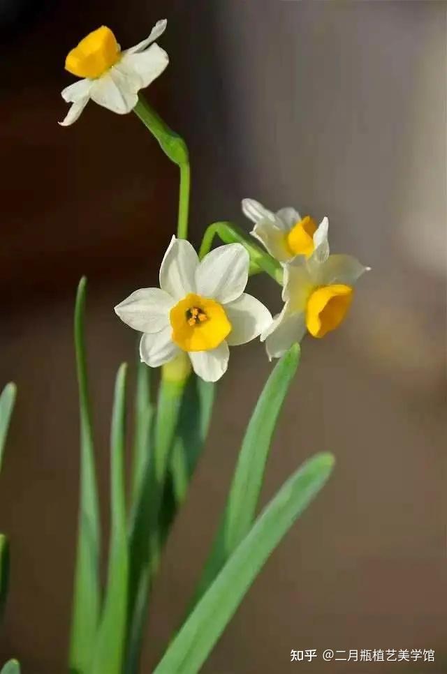一千年来超凡脱俗的象征水仙的美中国人最懂