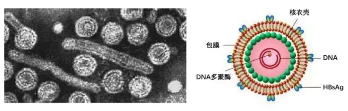 世界肝炎日 | 乙肝病毒与乙肝疫苗 - 知乎