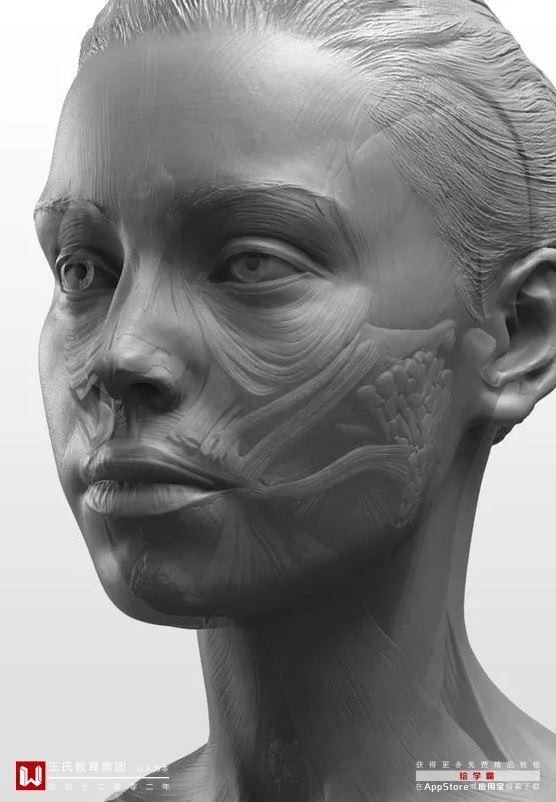 揭秘cg三维角色中头部快速建模法