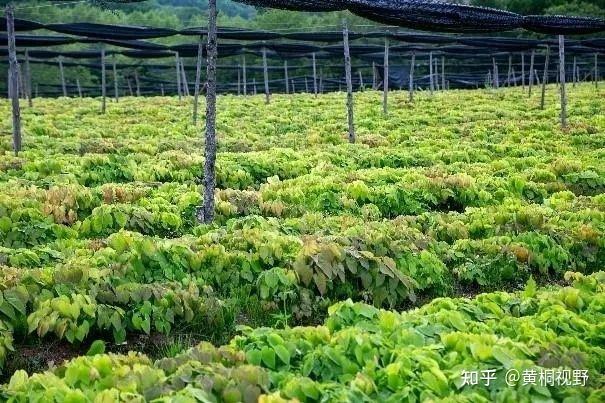 亩收入3.5万元,种5亩年收15万!长期可持续种植,连续6年财源滚滚