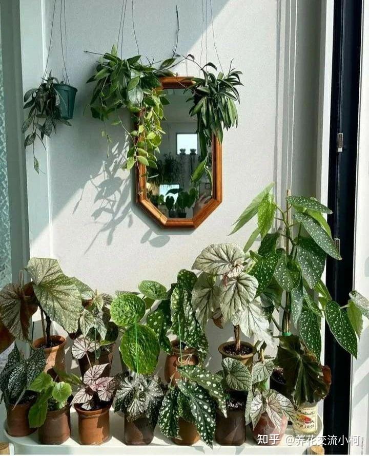 室内养花不可少的8种开花植物,附详细养护小技巧 - 知乎