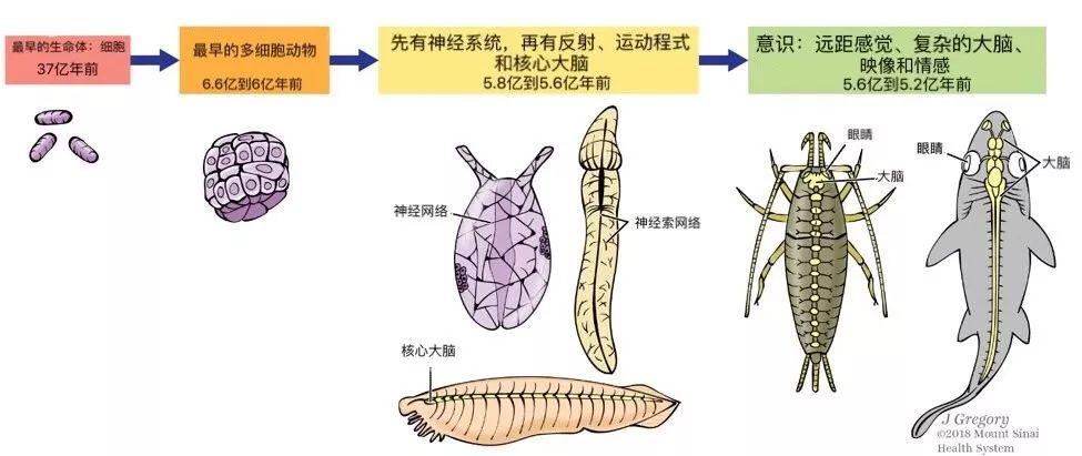 文昌鱼(类鱼无脊椎动物)为原型还原的远古生物,三者均有原始神经系统