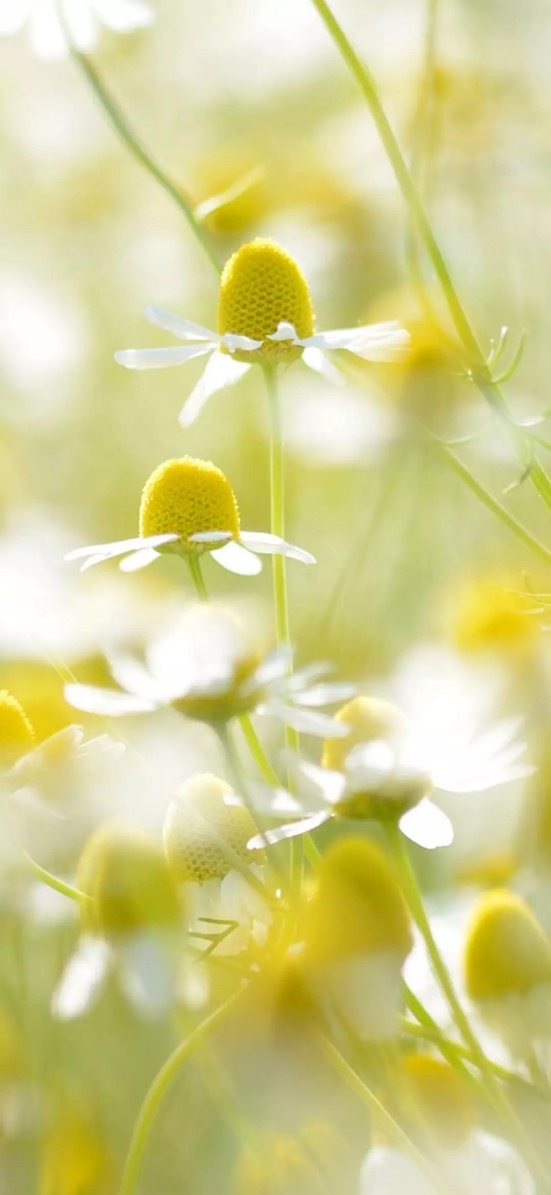 能不能分享女生清新手机壁纸