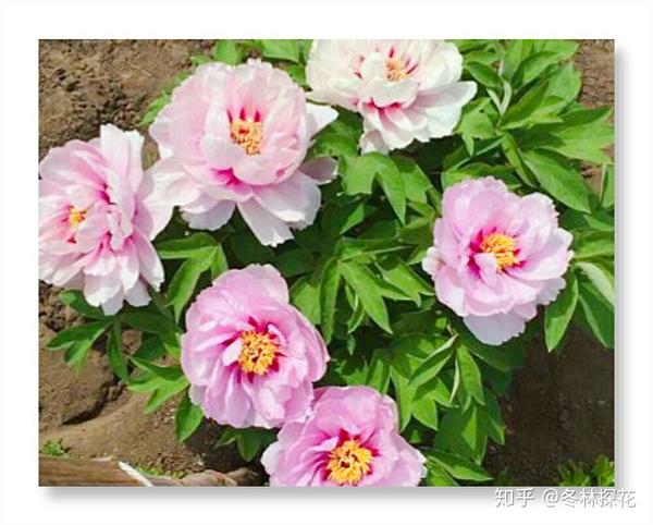 5月10日的生辰花 牡丹花 知乎 5月10日的生辰花 牡丹花 知乎