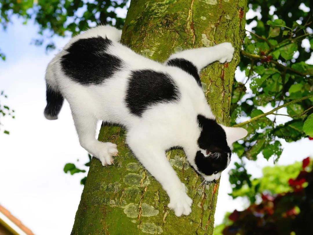 猫：上树容易下树怂丨猫咪爬树下不来咋办？ - 知乎