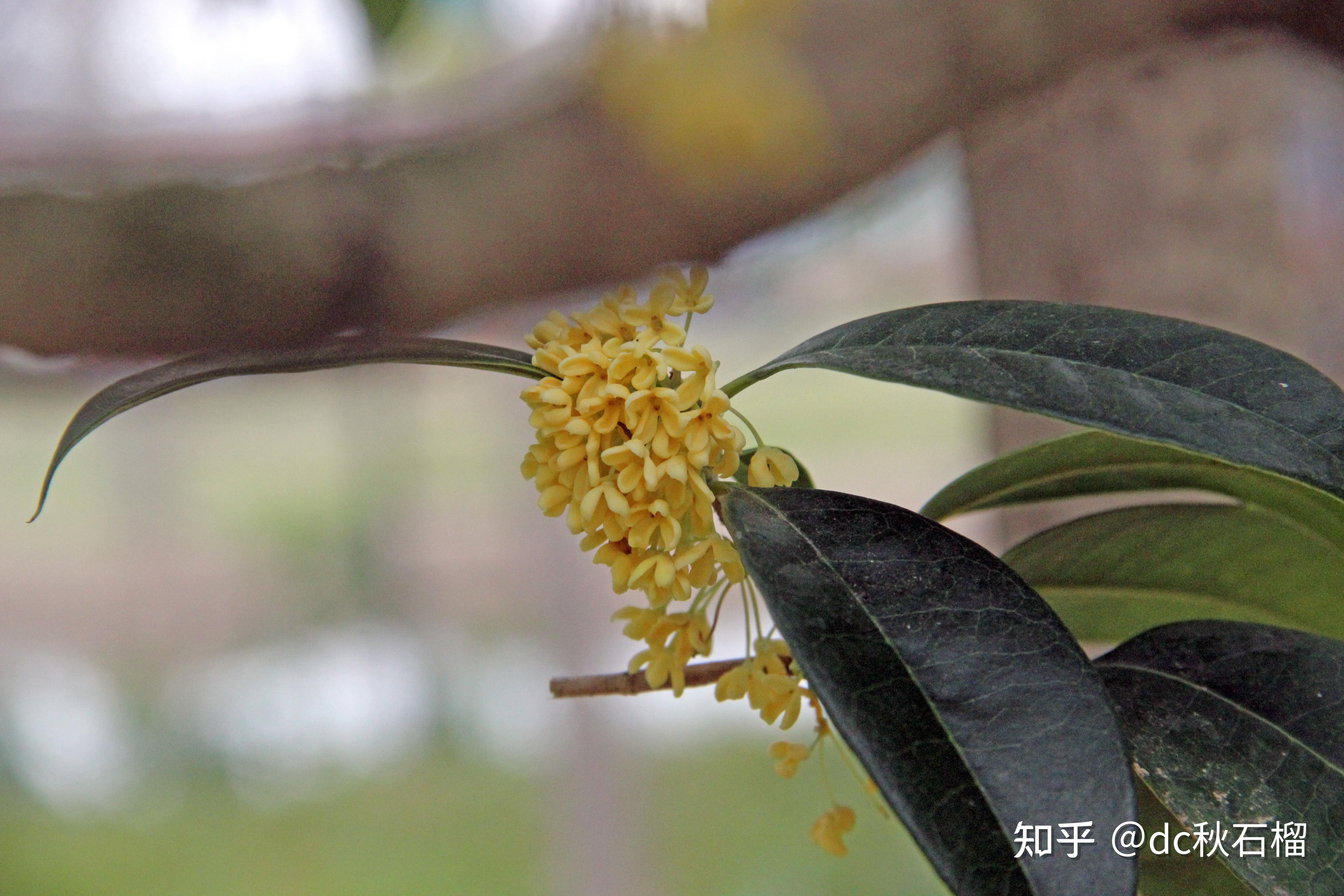 花中第一流,朴实的桂花 - 知乎
