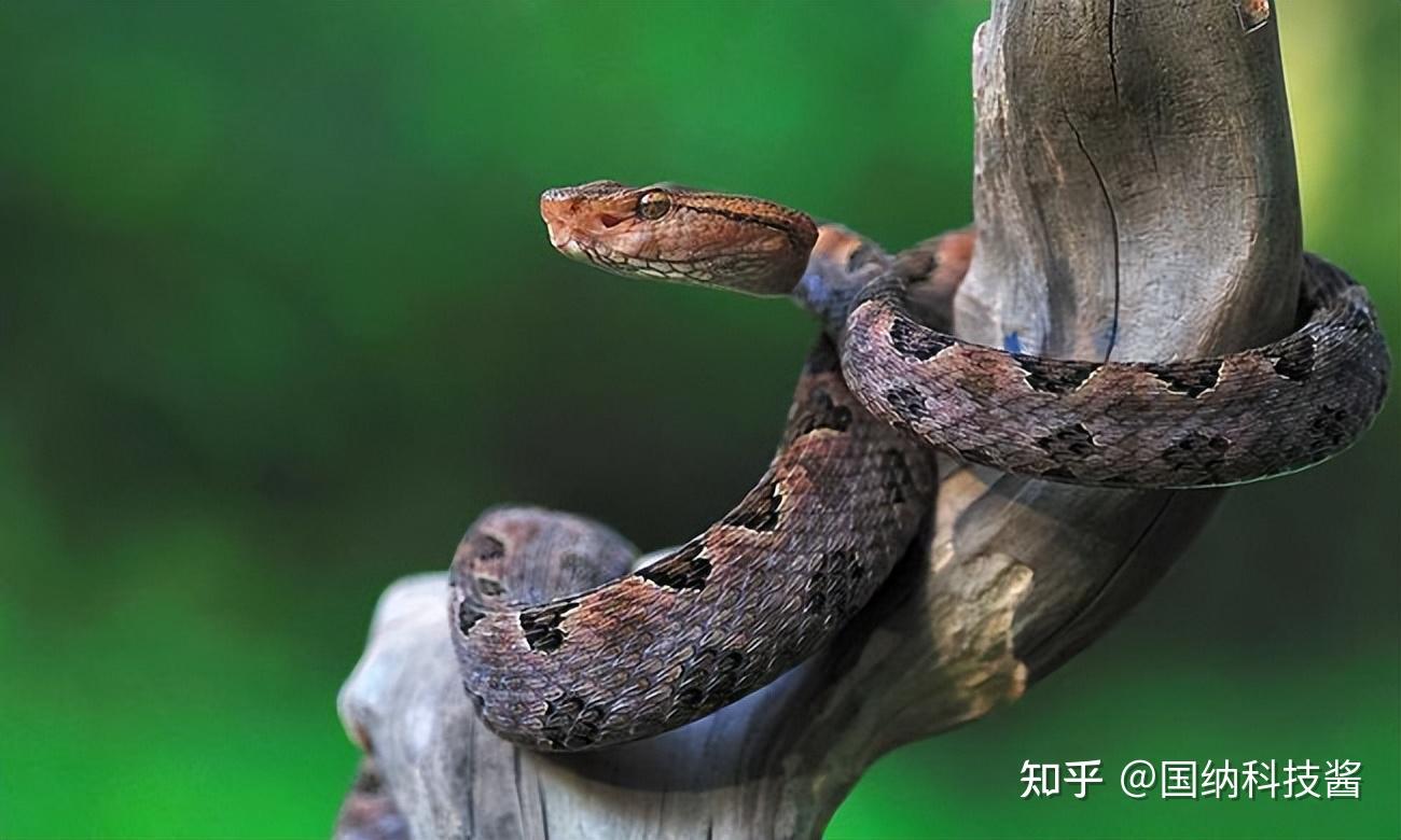 全世界最毒的十种陆地毒蛇，中国上榜两种毒蛇_曼巴_毒液_眼镜蛇