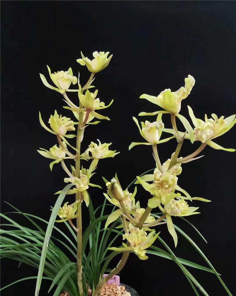 曾经几十万一苗的四川兰花天彭牡丹为啥现在十几元一苗