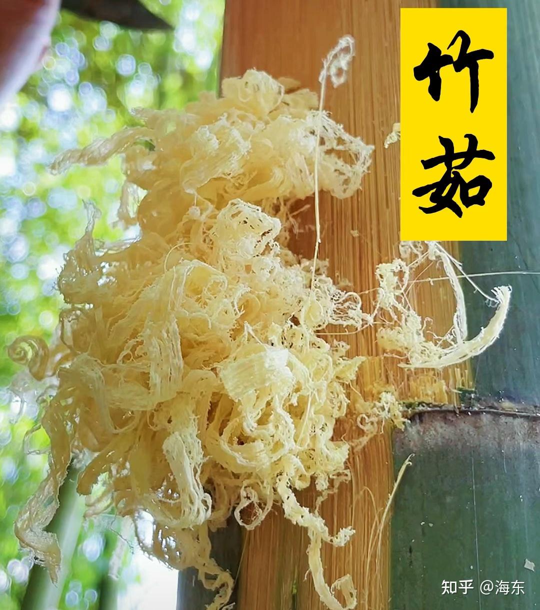 每日一药——竹茹 - 知乎
