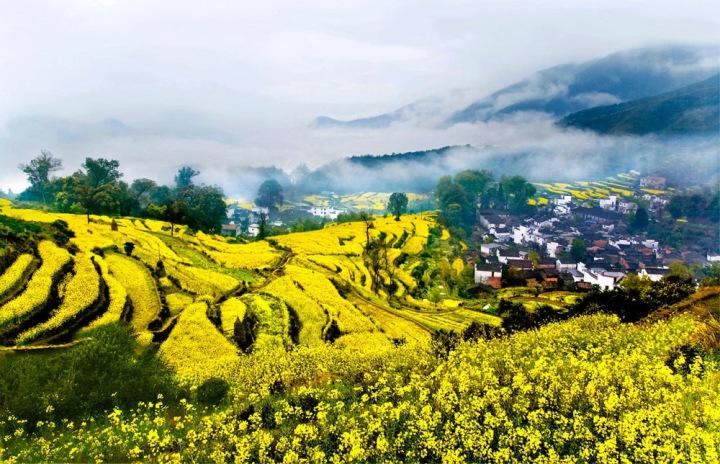 正月初六婺源油菜花被暖风唤醒提前开放