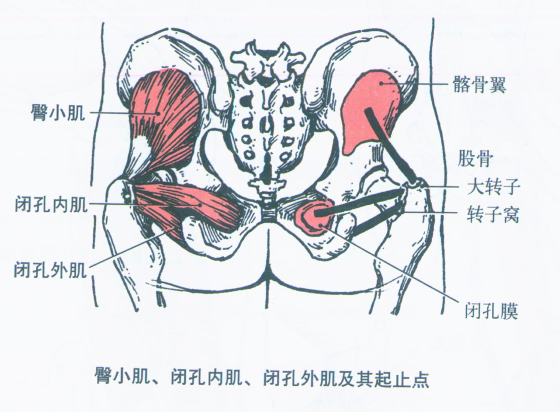 第008期:认识你的肌肉之下肢肌:下肢带肌(盆带肌) 