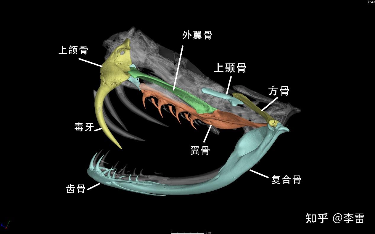 莽山原矛头蝮(protobothrops mangshanensis)头骨三维重建模型,其中上