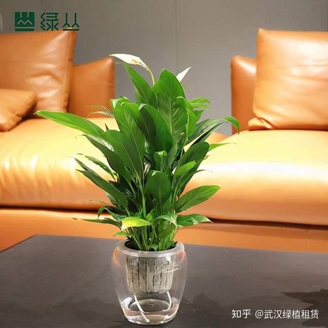 会议室摆放什么植物篇章一小植物推荐武汉植物租赁