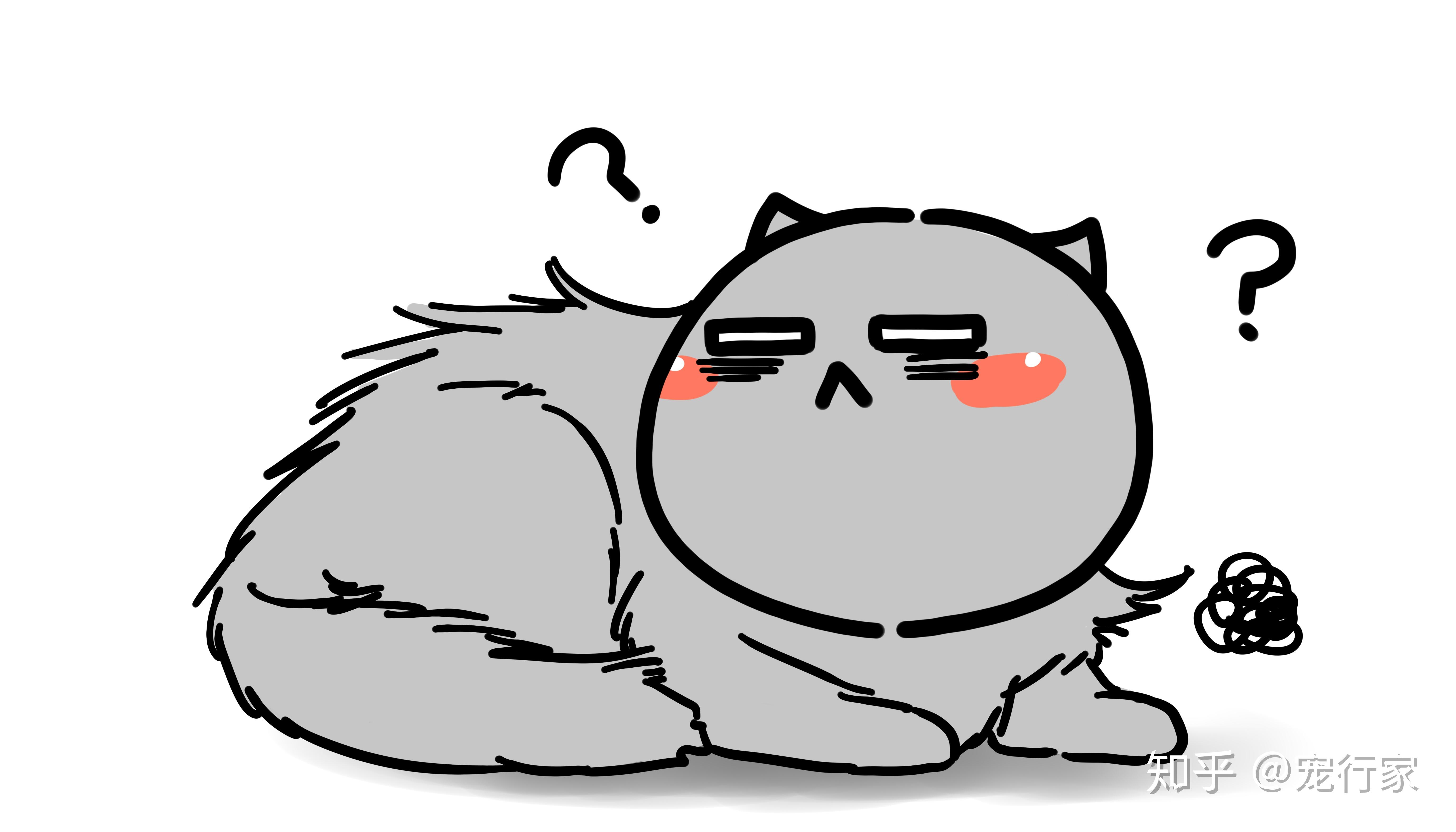 掩饰弱点的性格让猫容易隐藏疾病养猫人发现疾病早期迹象的技巧