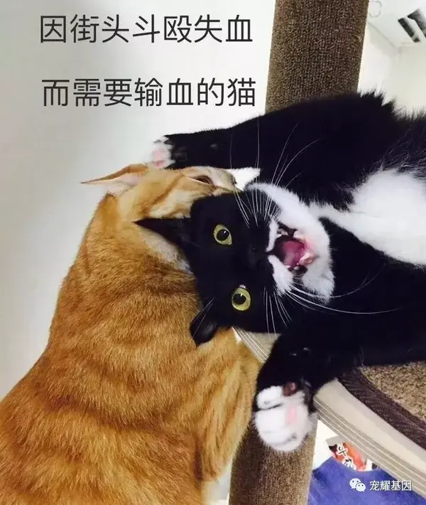 B型血的小母猫可不能找老公 不可触碰的猫血型 知乎