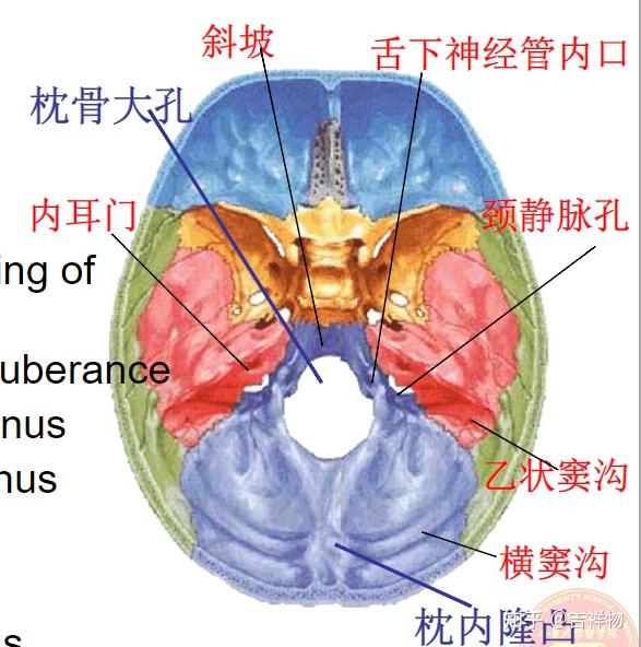 系统解剖学笔记1-颅骨 - 知乎