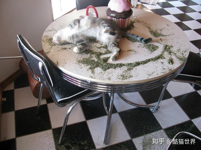 猫咪吸了猫薄荷后是啥样