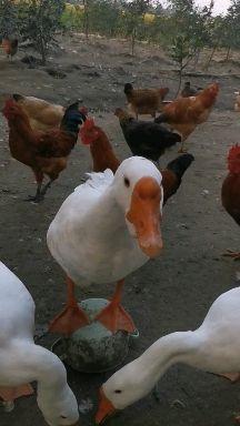 v2-dd43b9ef5952e0ab8cca077115d05924.jpeg