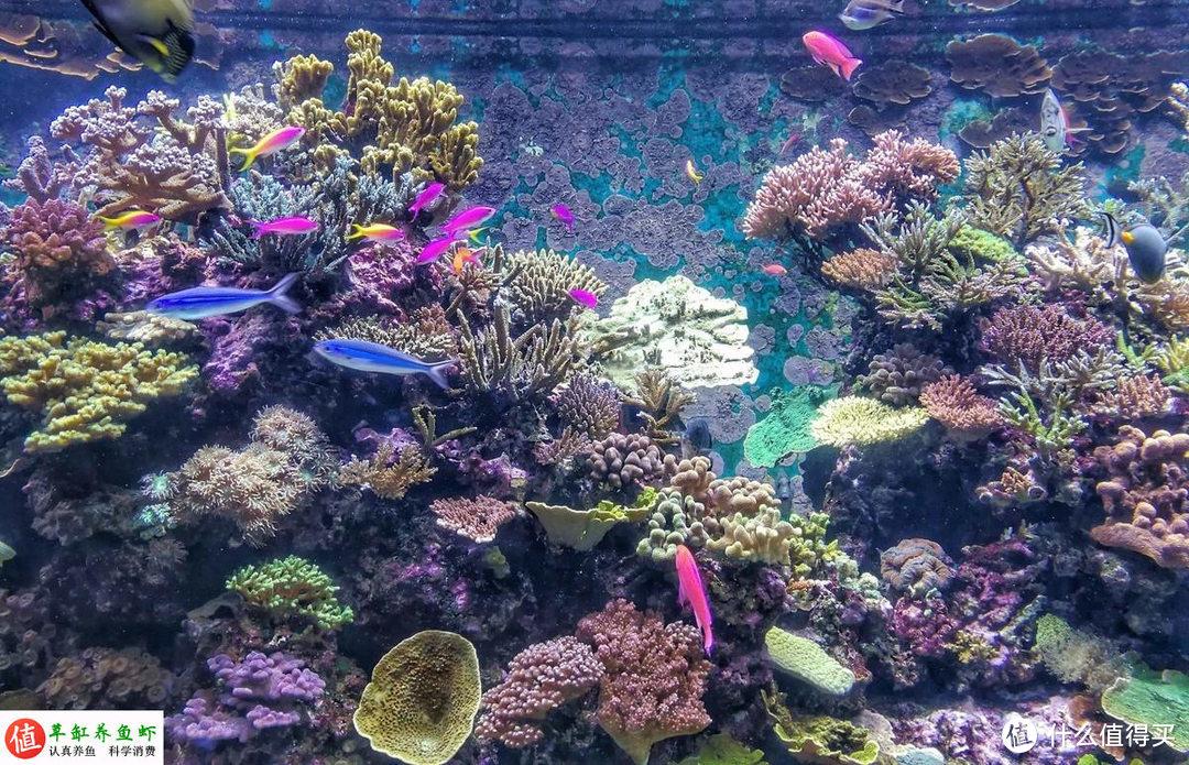 海水缸怎么玩?从设备到系统,一步步教你玩转海水缸,不难 - 知乎