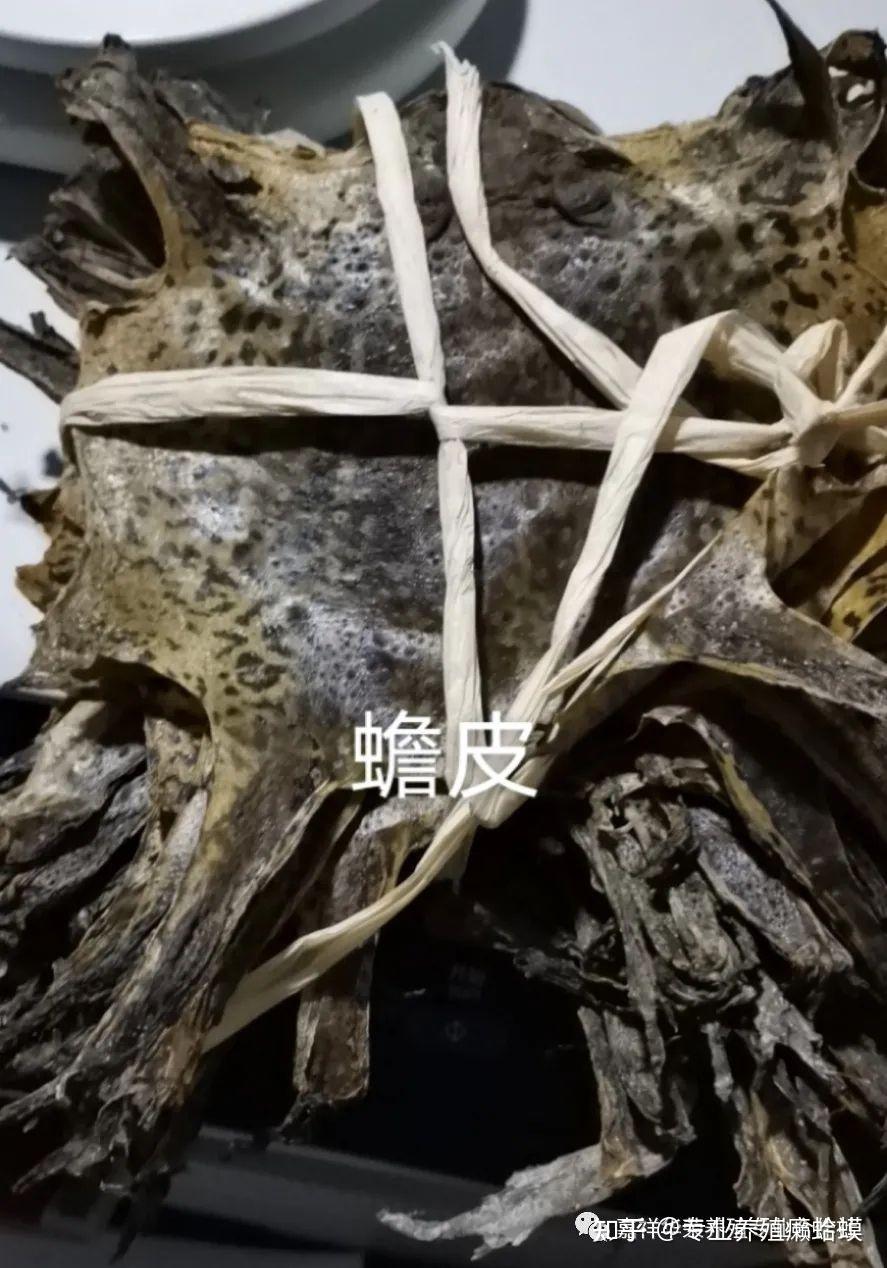 蟾蜍癞蛤蟆养殖技术参考资料 养殖蟾蜍如何喂养 怎么提取蟾酥蟾衣