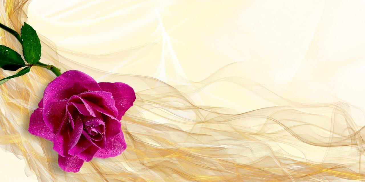 玫瑰---无水印超高清美图(横屏)20200307