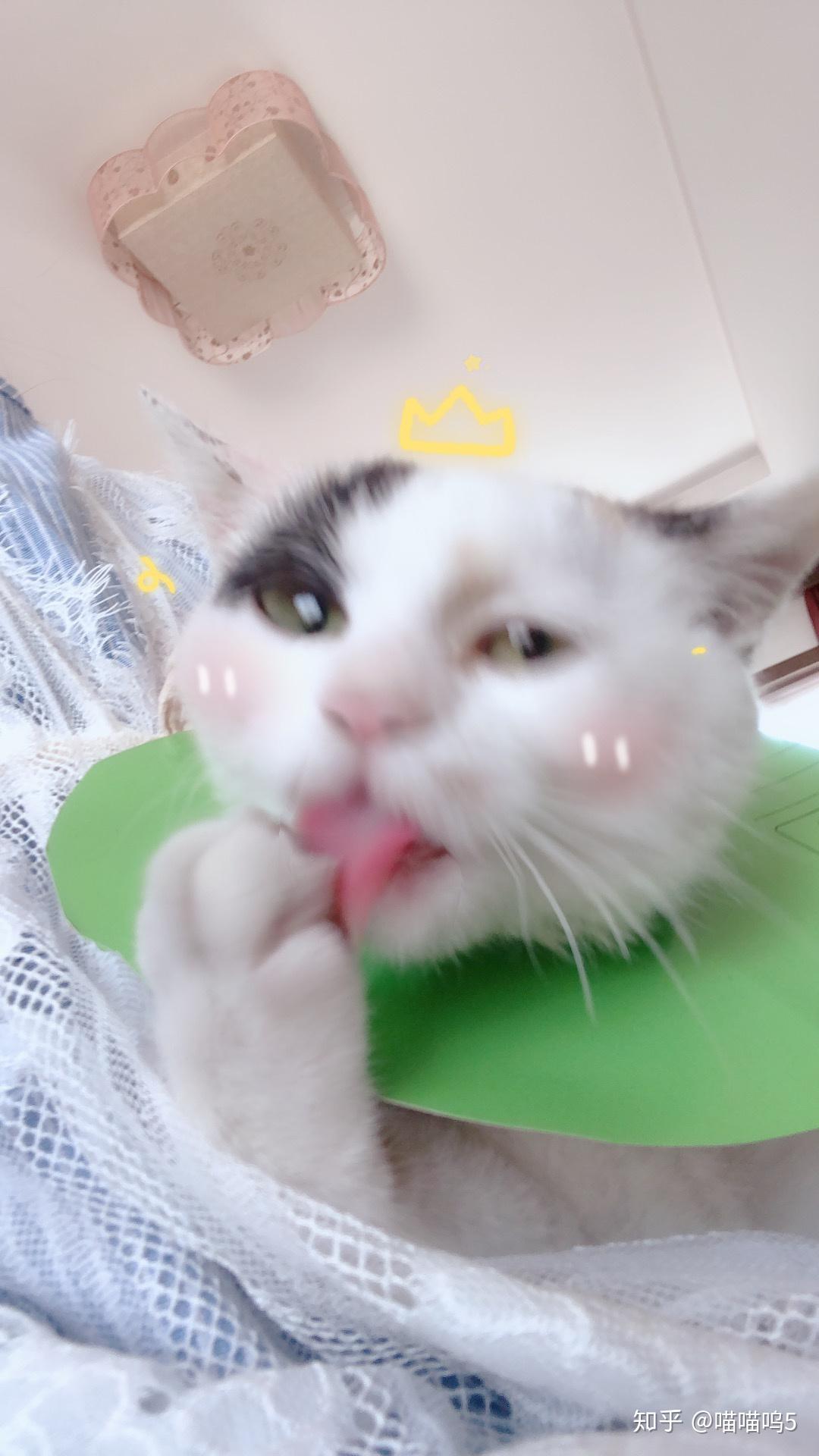 怎么拥有一只圆脸橘猫 v2-dd54b58e98ff0d58ba162791b5428e16_r.jpg