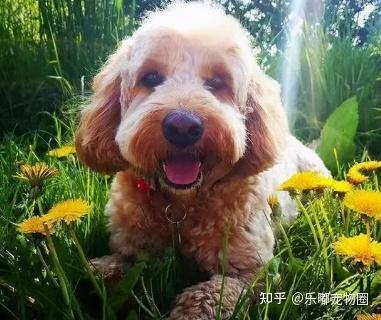 v2-dd56906ff6566a3b756ba895f3ea2365_b.jpg