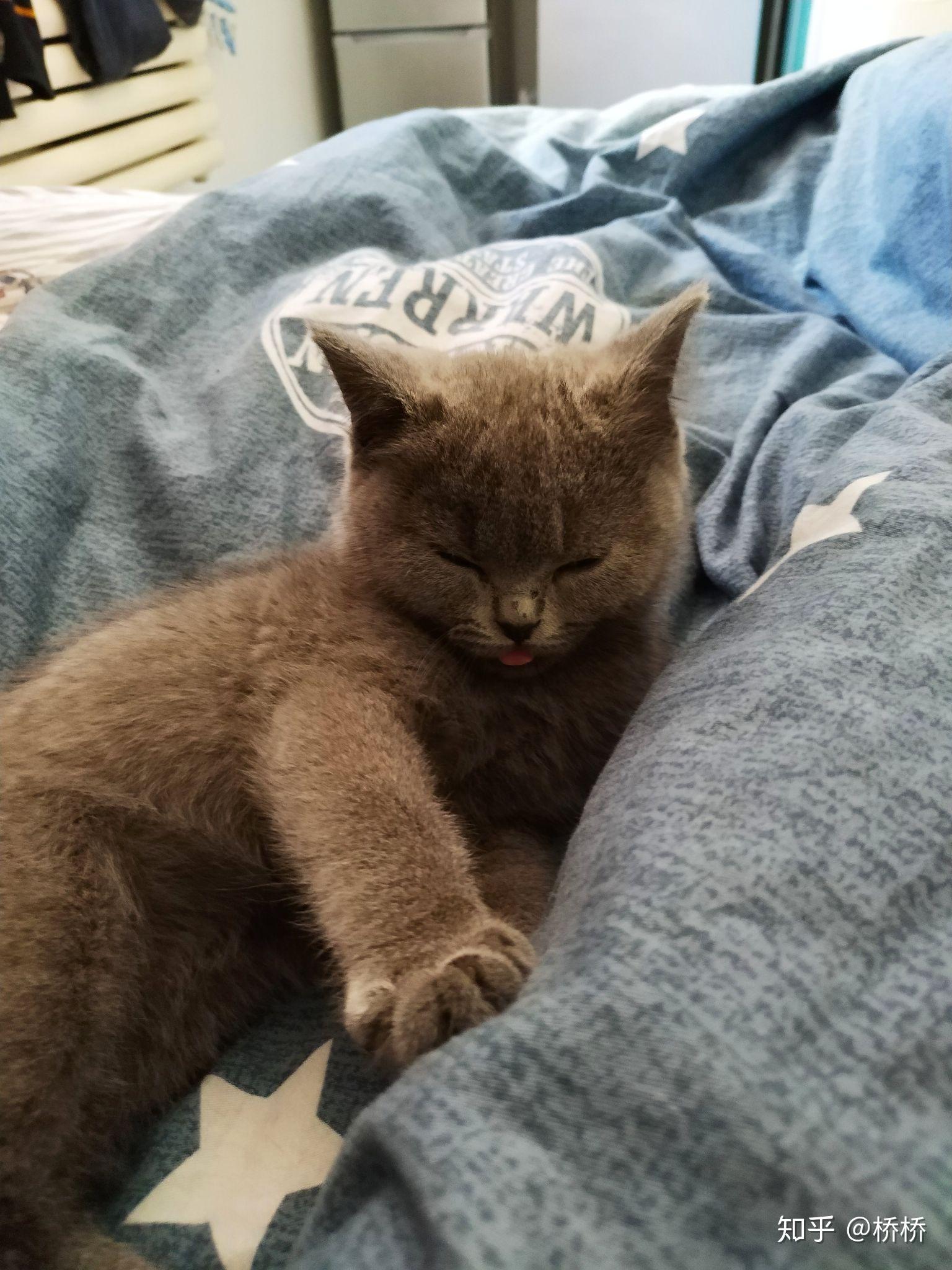 你家小动物有哪些睡得真香的睡姿