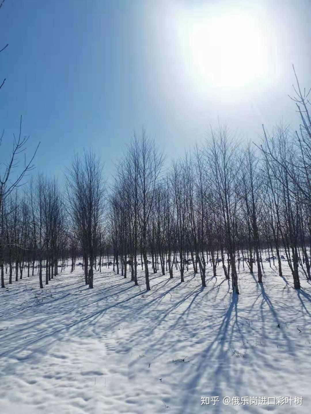 俄乐岗苗圃河桦冬季抽条耐寒标记试验