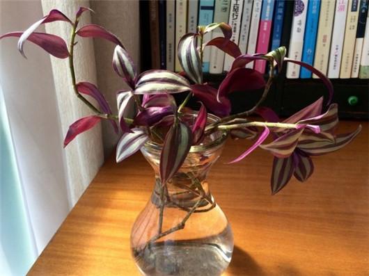 水培吊竹梅比吊兰绿萝好看100倍吊竹梅水培方法告诉你