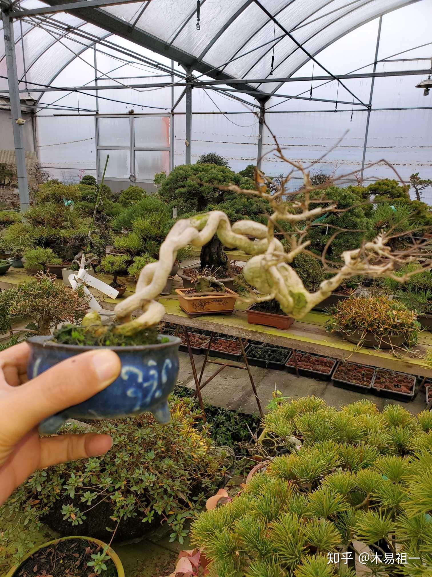 盖了个大棚弄些盆栽盆景怎么养啊