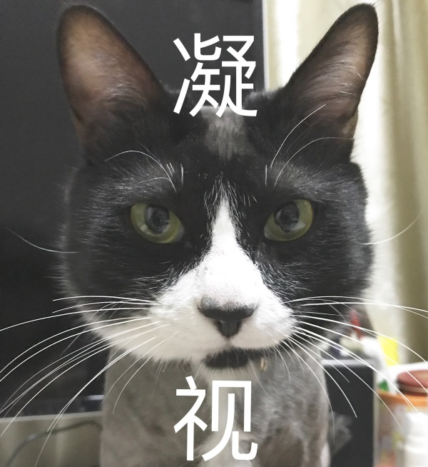 为什么奶牛猫有喵界神经病之称?