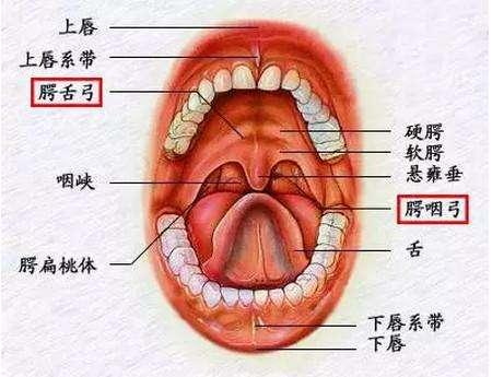 咽扁桃体解剖图图片