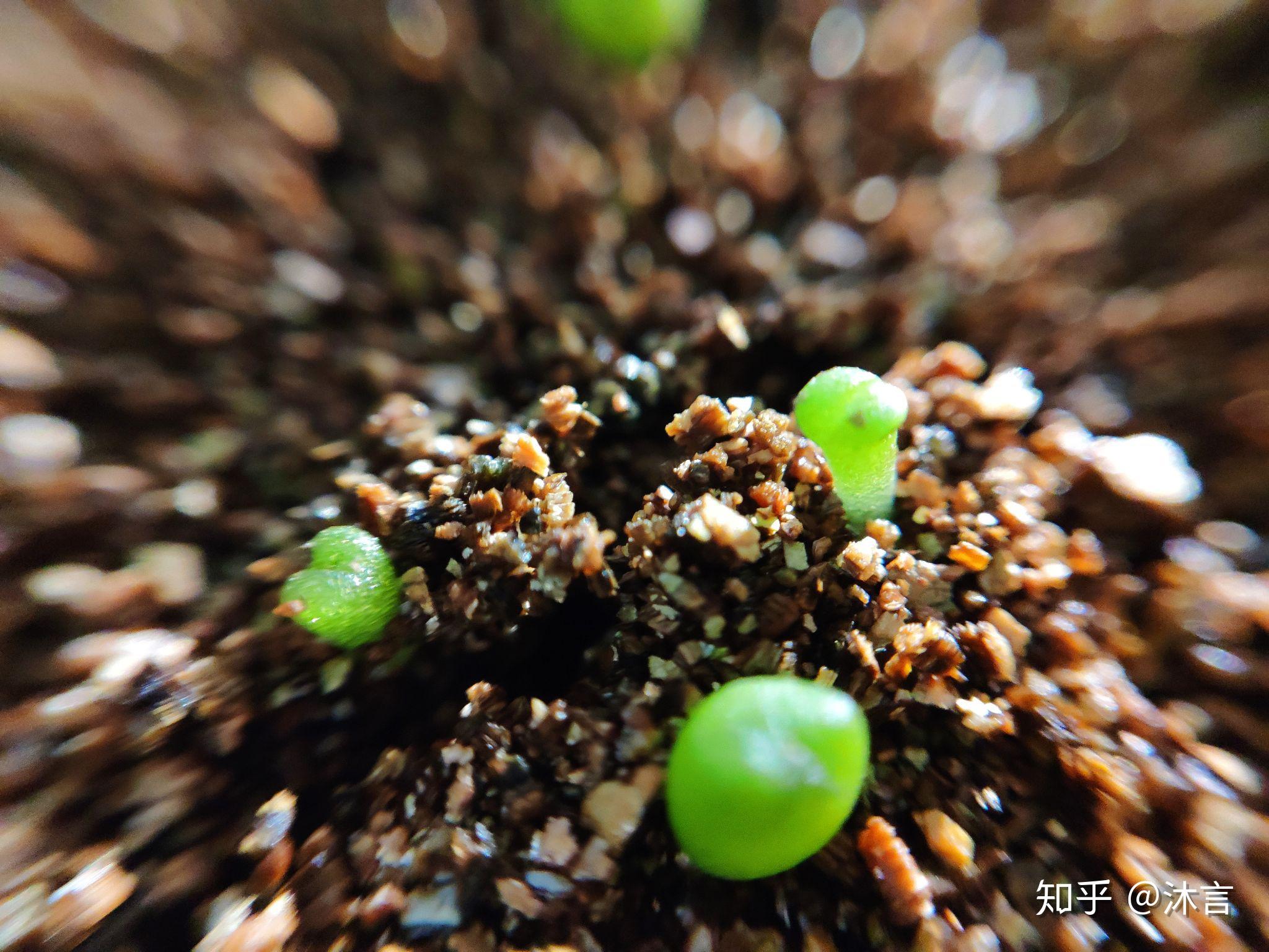 生石花播种记录记录生长过程持续更新